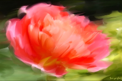 【Digital Painting】风中的玫瑰