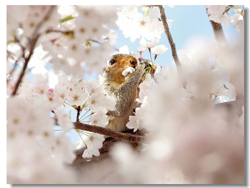 squirrel-cherry-1.jpg