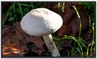 【季节轮回】雨后蘑菇