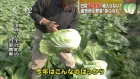 日本蔬菜巨大化等