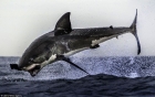 南非大白鲨跃出水面捕食海豹瞬间