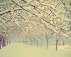 一场悄然而落的细雪 映射出多少人寂寞的彷徨