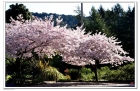 【拥抱春天】樱花 -- 有些颜色呼喊亲近，有些造型激发想象