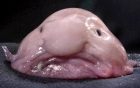 今年评选出世界最丑的动物 —— blobfish