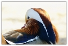 Wannsee鸟岛戏鸳鸯