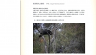 澳洲鹦鹉  —  黄尾黑凤头鹦鹉