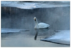 【小虫摄影】温泉的天鹅